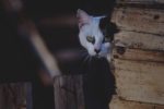 7 Tricks To Learn Any Language In 7 Days