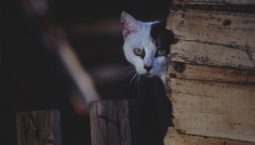 7 Tricks To Learn Any Language In 7 Days