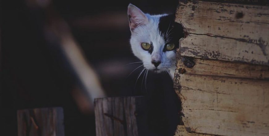 7 Tricks To Learn Any Language In 7 Days
